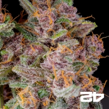Gorilla Punch Auto