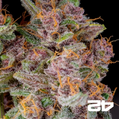 Gorilla Punch Auto