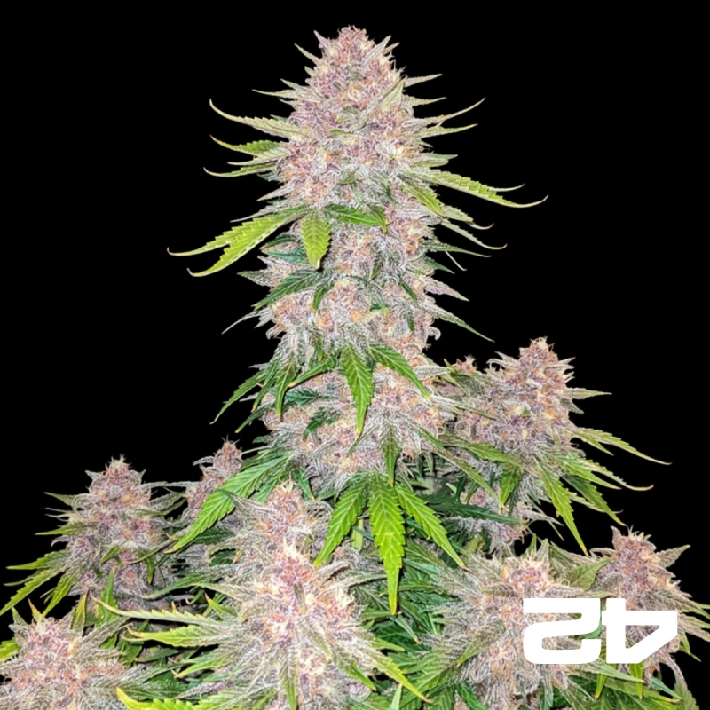 View Cherry Cola Auto