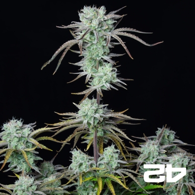 Strawberry Banana Auto