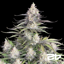 View Fast Buds Trainwreck Auto - Sementes baratas em GB A marca verde