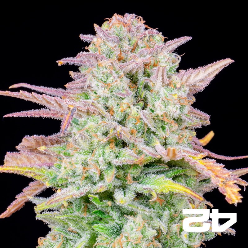 Fast Buds Trainwreck Auto - Sementes baratas em GB A marca verde