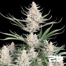 View Big Bud Auto de Fast Buds - Sementes baratas em GB A marca verde