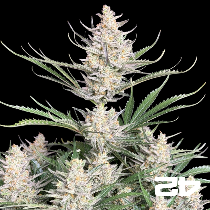 View Big Bud Auto de Fast Buds - Sementes baratas em GB A marca verde