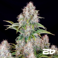 View Cinderella Auto de Fast Buds - Sementes baratas em GB A marca verde