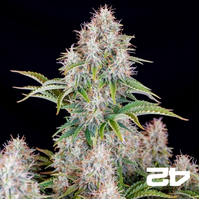 Cinderella Auto de Fast Buds - Sementes baratas em GB A marca verde