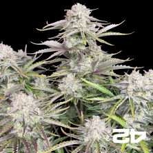 Cinderella Auto de Fast Buds - Sementes baratas em GB A marca verde