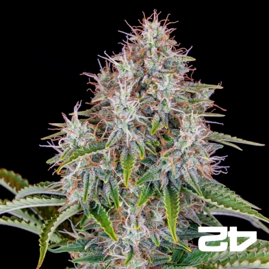 Cinderella Auto de Fast Buds - Sementes baratas em GB A marca verde