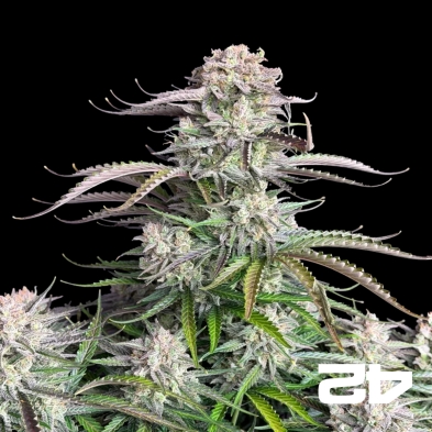 Blueberry Auto de Fast Buds - GB A marca verde
