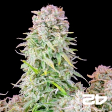 Comprar afegão Kush Self-flowering - GB A marca verde