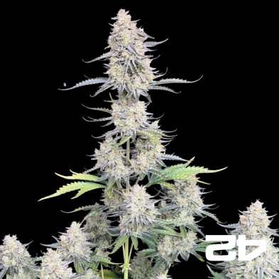 Comprar afegão Kush Self-flowering - GB A marca verde