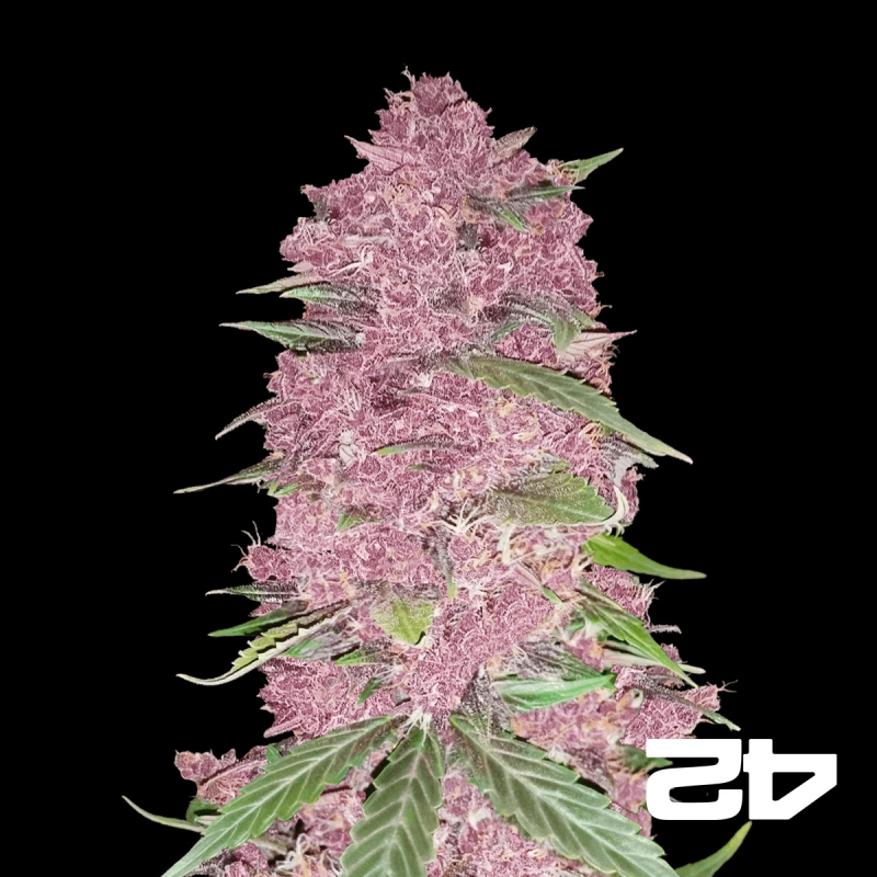 View Purple Lemonade Auto feminizado Fast Buds - GB The Green Brand