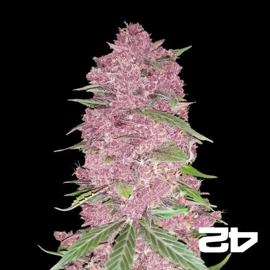 Purple Lemonade Auto feminizado Fast Buds - GB The Green Brand
