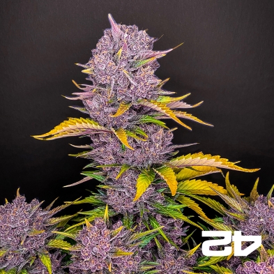 Purple Lemonade Auto feminizado Fast Buds - GB The Green Brand