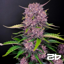Purple Lemonade Auto feminizado Fast Buds - GB The Green Brand