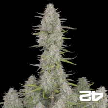 View Casamento Cheesecake Sementes Auto de Buds Rápidos - GB The Green Brand