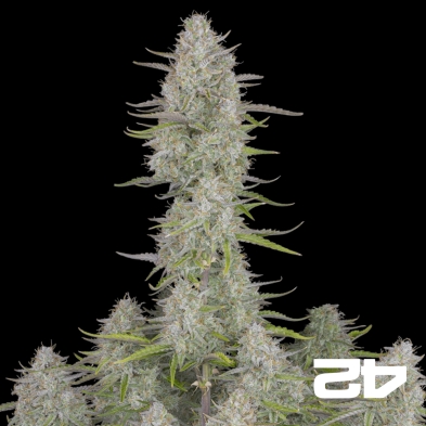 Casamento Cheesecake Sementes Auto de Buds Rápidos - GB The Green Brand