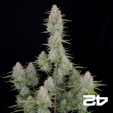Casamento Cheesecake Sementes Auto de Buds Rápidos - GB The Green Brand