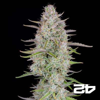 Casamento Cheesecake Sementes Auto de Buds Rápidos - GB The Green Brand