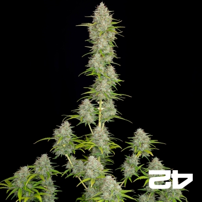 Laranja Sherbet Auto rápido Buds Sementes - GB The Green Brand