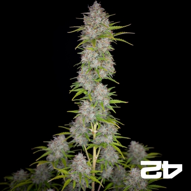 Laranja Sherbet Auto rápido Buds Sementes - GB The Green Brand