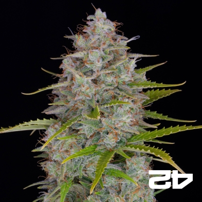 Laranja Sherbet Auto rápido Buds Sementes - GB The Green Brand