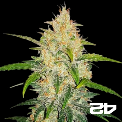 Zkittlez Auto Sementes autoflorescentes Fast Buds - GB The Green Brand
