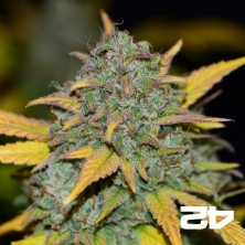 Sementes autoflorescentes Fast Buds Gelato - GB The Green Brand