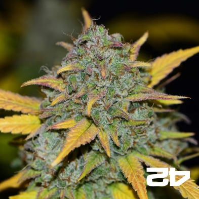 Sementes autoflorescentes Fast Buds Gelato - GB The Green Brand