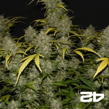 Sementes autoflorescentes Fast Buds Gelato - GB The Green Brand