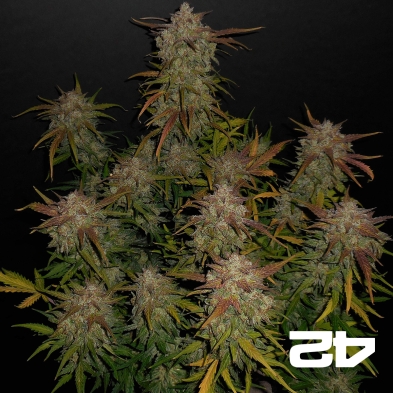Lemon AK Auto Sementes autoflorescentes Fast Buds - GB The Green Brand