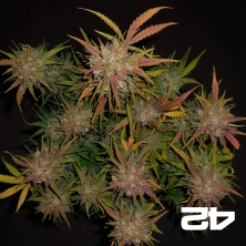 Lemon AK Auto Sementes autoflorescentes Fast Buds - GB The Green Brand