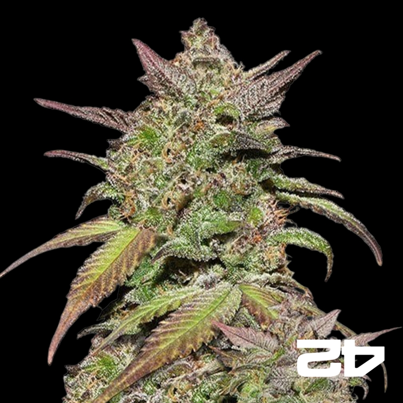 View Smoothie Auto Sementes de Buds Rápidos - GB The Green Brand