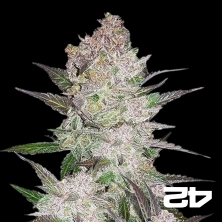 Creme Cookies Auto - Fast Buds - 100% feminino - GB The Green Brand