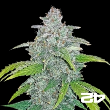 Blue Dream Matic Fast Buds Autoflorescente - GB The Green Brand