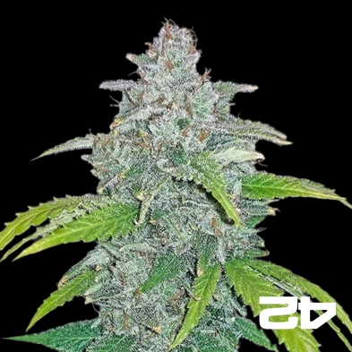 Blue Dream Matic Fast Buds Autoflorescente - GB The Green Brand