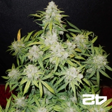 View CBD Auto 1:1 (CBD Crack) Self-flowering - GB The Green Brand