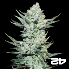 Fast Buds American Autoflower Tangie Auto - GB The Green Brand