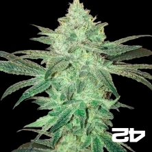 View Buds rápidos de Stardawg Auto Auto Semente - GB The Green Brand