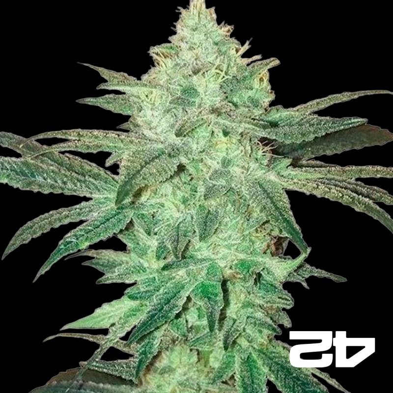 View Buds rápidos de Stardawg Auto Auto Semente - GB The Green Brand