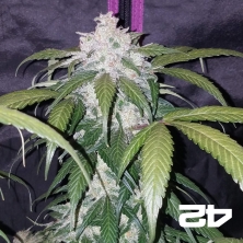 Abacaxi Express by Fast Buds Autoflowers - GB The Green Brand