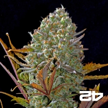 Abacaxi Express by Fast Buds Autoflowers - GB The Green Brand