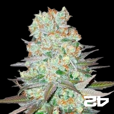 G-14 Feminized Self-flowering Fast Buds - GB The Green Brand