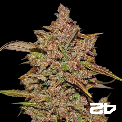 Cristal Meth Auto feminizado Bud rápido - GB The Green Brand