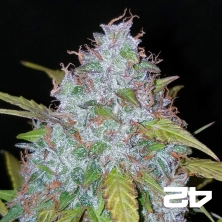 Californian Snow Auto fem. of Fast Buds - GB The Green Brand