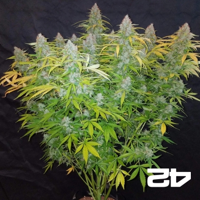 Californian Snow Auto fem. of Fast Buds - GB The Green Brand