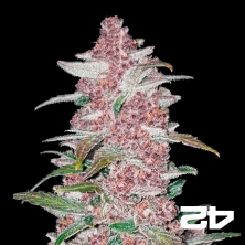 View Black Berry Auto feminized Fast Buds - GB The Green Brand