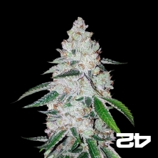 View West Coast Og Auto feminized Fast Buds - GB The Green Brand