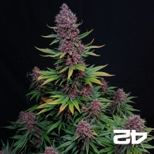 Ztrawberriez Auto
