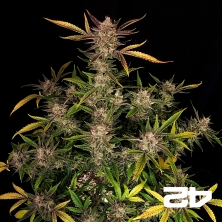 Ztrawberriez Auto